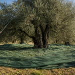 Raccolta olive 2026: le migliori reti e attrezzature per non perdere un chicco